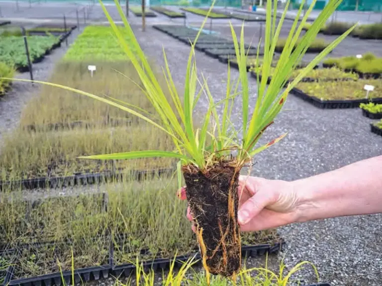 Cutty grass safe haven for wetland birds