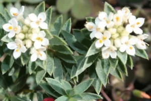 Hawke's Bay Botanical Group