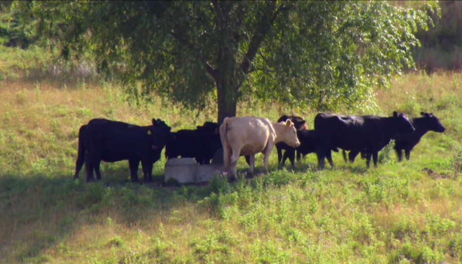Huatokitoki shade research cows in a paddock standing under a tree in shade