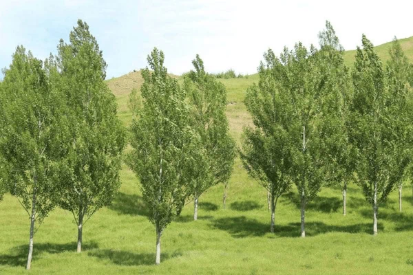 A field of young Veronese Poplars