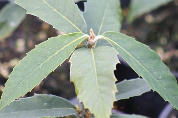 Himlayan Oak from Plant Hawke's Bay nursery
