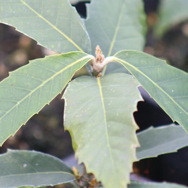 Young Himalayan Oak plant at Plant Hawke's Bay nursery