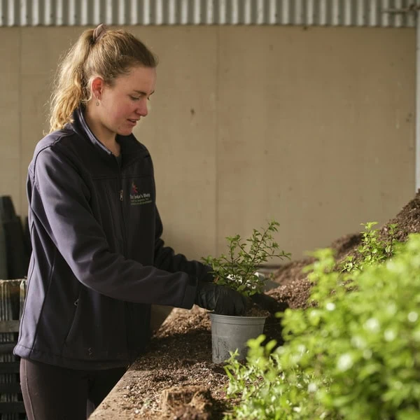 Person repotting native plants in the Plant Hawke's Bay nursery