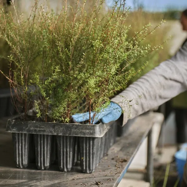 Person repotting native plants in the Plant Hawke's Bay nursery