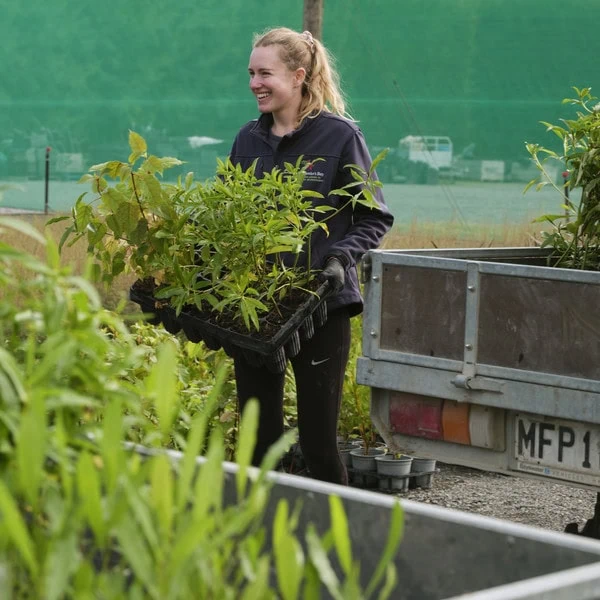 Woman carrying native plants in the Plant Hawke's Bay nursery