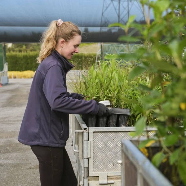Woman loading a truck with native plants in the Plant Hawke's Bay nursery