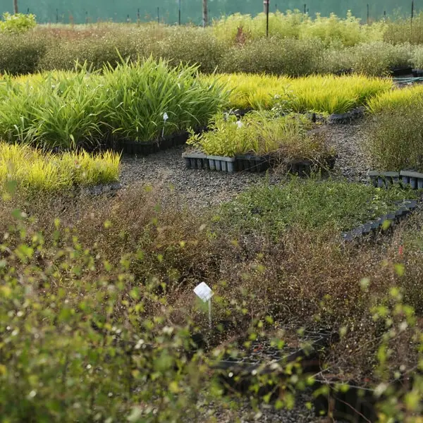 A range of native plants at the Plant Hawke's Bay nursery