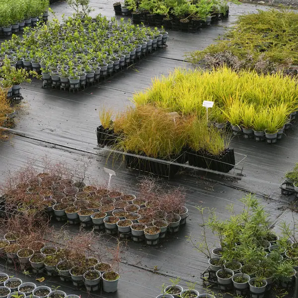 A range of native plants at the Plant Hawke's Bay nursery