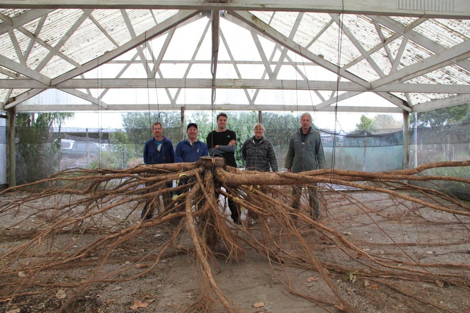 Poplar root structure
