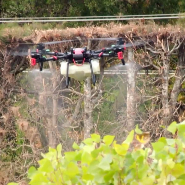 Poplar spraying by drone at Plant Hawke's Bay