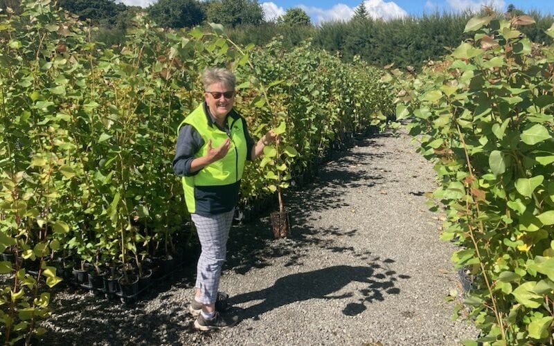 Poplars the choice for land stability