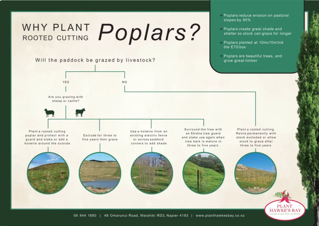 Why plant rooted cutting poplars?